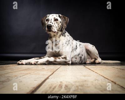 Ritratto di un cane dalmata, su un pavimento in legno e su uno sfondo nero. Ripresa in studio con luce pulsata. Foto Stock