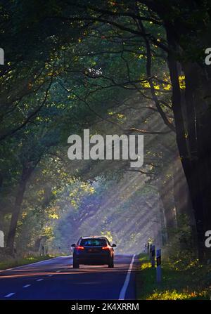 Mattina su una strada di campagna nel bosco. I raggi del sole passano attraverso gli alberi. Un'auto sta passando Foto Stock