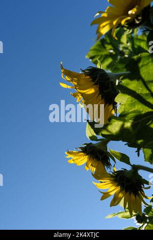 Girasoli da lato contro il cielo blu - estate Foto Stock