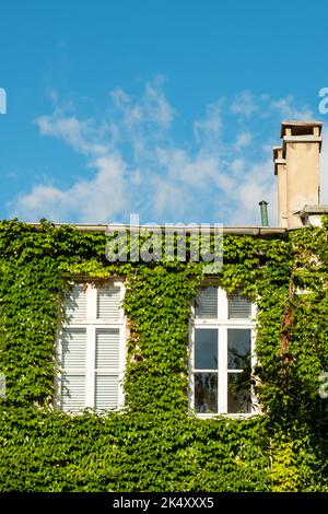 Piante verdi coprono un edificio, facciata verde, concetto di eco-casa. Foto Stock