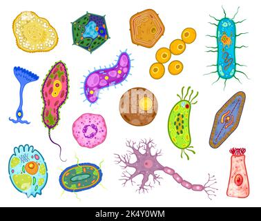 Amoeba, protozoi e cellule protiste unicellulari, batteri euglena vettore o organismo paramecio. Microrganismo protozoico, fissione batterio e protista amoeba binaria di microbiologia clamidomonas Illustrazione Vettoriale