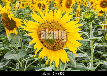 Girasole in un campo di girasole. Grande fiore di girasole giallo con foglie verdi sul tronco sotto il sole luminoso. Bella sfondo naturale. Estate Foto Stock