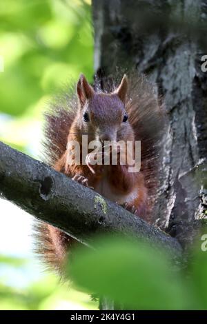 Uno scoiattolo può essere visto su un ramo mentre godendo i frutti degli alberi nel parco di Maksimir. La Giornata Mondiale degli Animali o Giornata Mondiale della protezione degli Animali è una giornata internazionale celebrata il 4 ottobre di ogni anno, dedicata ai diritti degli animali, con particolare attenzione al rapporto degli esseri umani con gli altri animali e all'importanza di tutti gli animali per la vita sulla Terra, a Zagabria, in Croazia, il 04 ottobre 2022. Foto: Igor Kralj/PIXSELL Foto Stock