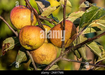 Coxs mela aranciata pippin, malus domestica, maturazione sull'albero a Marnhull Village, Dorset, Regno Unito e allevato da Richard Cox intorno al 1825 Foto Stock