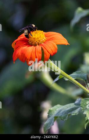 Relazione simbiotica di bombo (Bombus) su girasole messicano (Tithonia rotundifolia), Delaware Botanic Gardens, Delaware Foto Stock