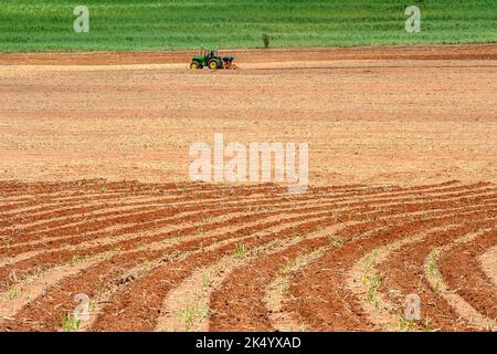 Bariri, Sao Paulo, Brasile, 10 ottobre 2008. Trattore e spanditore di fertilizzante nel campo di canna da zucchero in Brasile Foto Stock