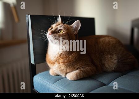Un gatto zenzero siede su una sedia facile in una casa accogliente e guarda il proprietario. Foto di alta qualità Foto Stock