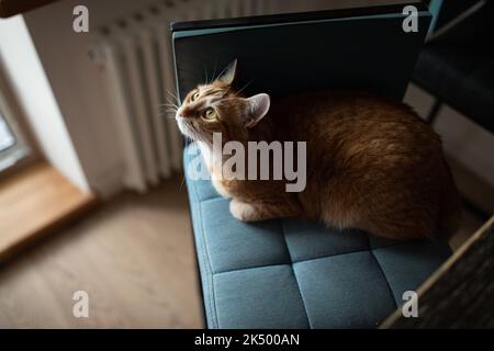 Un gatto zenzero siede su una sedia facile in una casa accogliente e guarda il proprietario. Foto di alta qualità Foto Stock