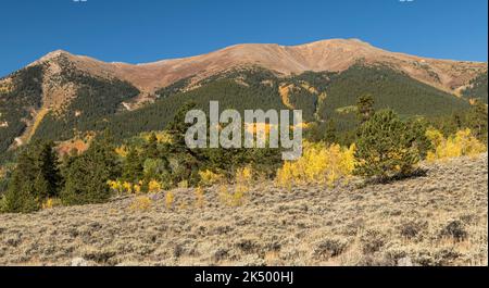 12.674 piedi Parry Peak e 13.588 piedi Mt. Cosgriff sorge sopra la colorata foresta vicino ai Twin Lakes. Foto Stock