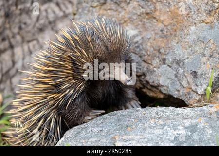 Echidna è in piedi accanto su una roccia, alla ricerca di un cibo Foto Stock