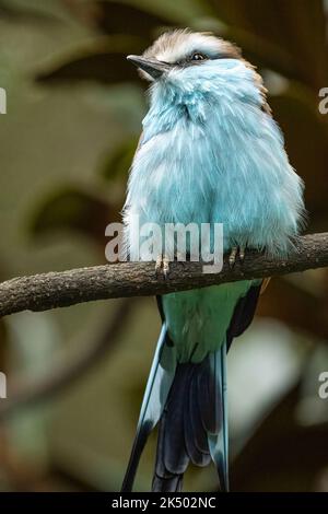 Roller con coda di racchetta (Coracias spatulatus), un bellissimo uccello dell'Africa orientale, allo Zoo Atlanta di Atlanta, Georgia. (USA) Foto Stock