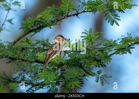 Un tessitore di baya che si appollaia su un ramo di albero con foglie verdi Foto Stock