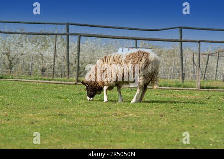 Mutterschaf im Tierpark Sommerhausen Foto Stock