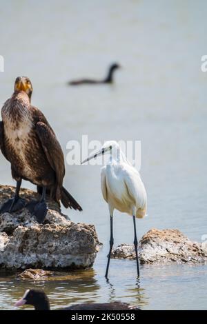 Airone bianco piccolo, o airone piccolo, garzetta di Egretta, e cormorano grande, carbo di Phalacrocorax, seduto su una scogliera e alla ricerca di pesci in wat poco profondo Foto Stock