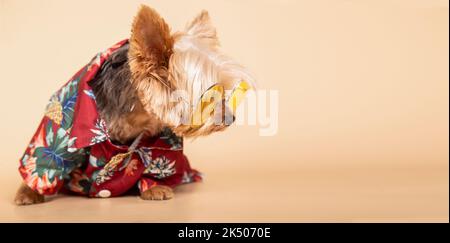 Cane femminile Little Yorkshire Terrier che indossa occhiali da sole e una camicia hawaiana seduta su uno sfondo giallo con spazio per il testo Foto Stock
