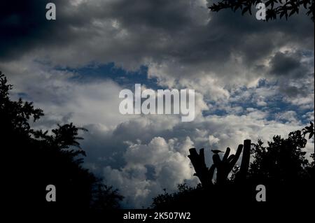 Trovo le nuvole affascinanti - le loro forme e sfumature che cambiano all'infinito rendono sempre interessante il cielo. Le nuvole di Cumulus sono il tipo più comune. Foto Stock