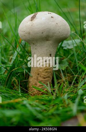 Pestle puffball, Handkea excespuliformis, in vecchio cortile, Savernake Forest. Foto Stock