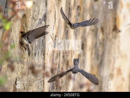 Sabbia martins, Riparia Riparia, in volo intorno al sito di allevamento, Hampshire. Foto Stock