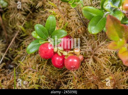 Bacche mature di Cowberry, Vaccinium vitis-idaea, sulla brughiera, Scozia. Foto Stock