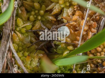 Femmina Wolf Spider, Pardosa sp, che trasporta ovaiola sulla superficie della palma, Spey Valley, Scozia. Foto Stock