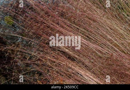 Erba dei capelli ondulata, Deschampsia flexuosa nel bosco a fine estate, Scozia. Foto Stock