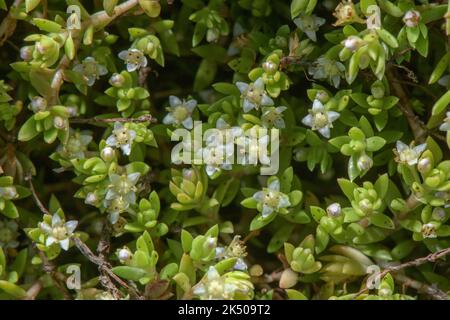 Nuova Zelanda pigmyweed, Crassula helmsii, in fiore sul margine dello stagno, Somerset. Specie di paludi invasive. Foto Stock