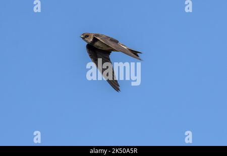 Sand martin, Riparia Riparia, in volo intorno al sito di allevamento, Hampshire. Foto Stock