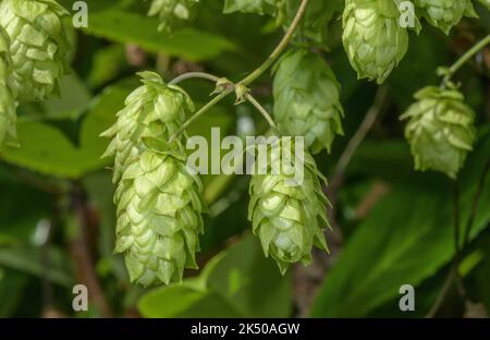 Wild Hop femminile, Humulus lupulus, in frutta all'inizio dell'autunno. Foto Stock