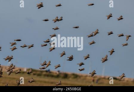 Flock of Starlings, Sturnus vulgaris, volando sopra salpalude in tarda estate. Hampshire. Foto Stock