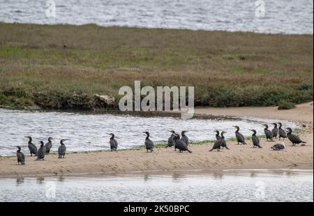 Gruppo di cormorano comune, carbo Phalacrocorax, roosting e loafing sulla riva di sabbia nel porto di Poole. Dorset. Foto Stock