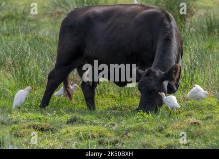 Aironi bovini, Bubulcus ibis, nutrirsi intorno al bestiame, in pascoli umidi ai livelli del Somerset. Appena arrivato in Gran Bretagna. Foto Stock