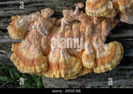 Pollo-di-legno, Laetiporus sulfureus, palcoscenici giovani su ceppo caduto. Somerset. Foto Stock