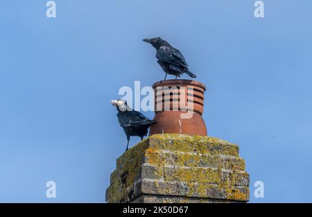 Coppia di corvi Carrion, Corvus corone, sul camino, con cibo insolito. Foto Stock