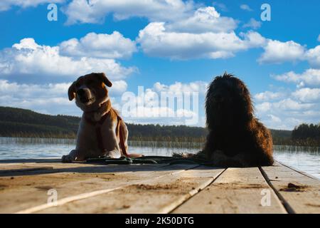 Amanti del cane sdraiati su un molo e guardando il lago in Svezia. Goldendoodle e razza mista. Amicizia animale. Foto di animali con fascino. Foto Stock