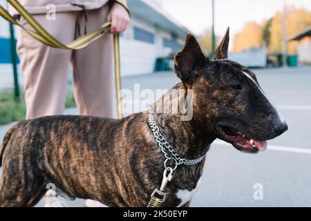 Il ritratto del giovane bel toro terrier ritratto in un colore brindato Foto Stock