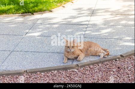 Giovane gatto beige carino con gli occhi verdi che giacciono sul marciapiede rilassato sotto l'ombra di un albero all'aperto Foto Stock