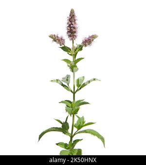 Fiore rosa di menta di cavallo d'argento isolato su bianco, Mentha longifolia Foto Stock