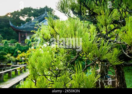 La Villa Wanjing nella zona della Pagoda di Tiger Hill con la sua collezione di bonsai, Suzhou, Provincia di Jiangsu, Cina. Foto Stock