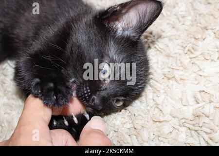 Il piccolo gattino nero morde un dito dell'uomo da vicino Foto Stock