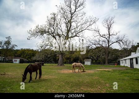 Cavalli in una grande piantagione di fattoria a Charleston, South Carolina Foto Stock