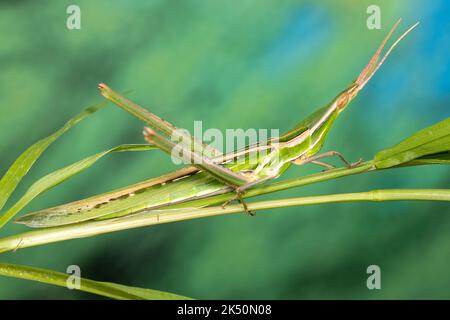 Grasshopper di fronte all'inclinazione mediterranea. Foto Stock