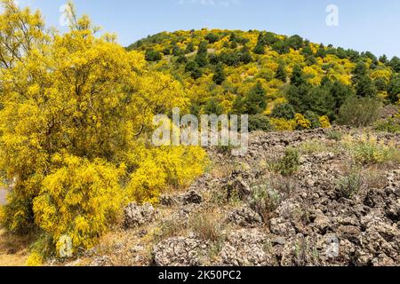 La scopa dell'Etna (Genista aetnensis) in fiore, una vista spettacolare in estate che cresce sulle pendici del famoso vulcano siciliano Foto Stock