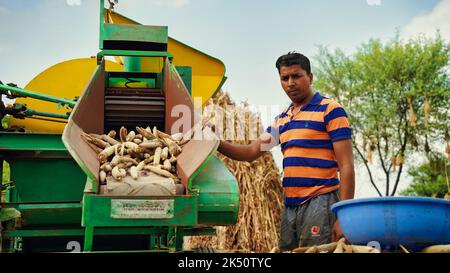 15 agosto 2022, Sikar, India. Trincia semovente con trattore trebbiante. Trattore con macchina trebbiatrice in primo piano nel campo agricolo. Foto Stock