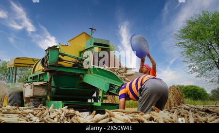 15 agosto 2022, Sikar, India. Trattore che lavora con la macchina trebbiatrice nel campo. Coltivatori che separano la buccia di paglia da grani. Foto Stock