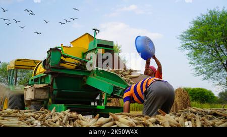 15 agosto 2022, Sikar, India. Trattore che lavora con la macchina trebbiatrice nel campo. Coltivatori che separano la buccia di paglia da grani. Foto Stock