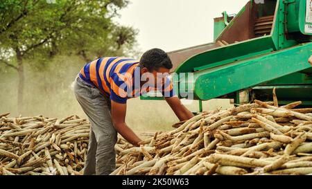 15 agosto 2022, Sikar, India. Trattore che lavora con la macchina trebbiatrice nel campo. Coltivatori che separano la buccia di paglia da grani. Foto Stock