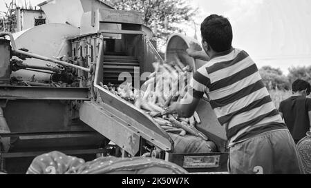 15 agosto 2022, Sikar, India. Trincia semovente con trattore trebbiante. Trattore con macchina trebbiatrice in primo piano nel campo agricolo. Foto Stock