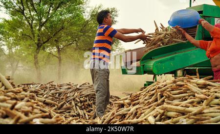 15 agosto 2022, Sikar, India. Trincia semovente con trattore trebbiante. Trattore con macchina trebbiatrice in primo piano nel campo agricolo. Foto Stock