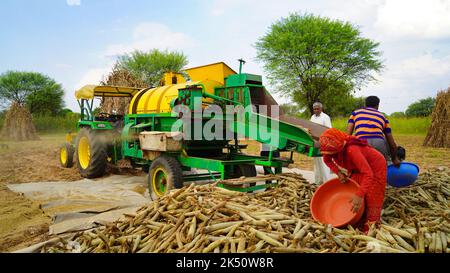 15 agosto 2022, Sikar, India. Trattore che lavora con la macchina trebbiatrice nel campo. Coltivatori che separano la buccia di paglia da grani. Foto Stock