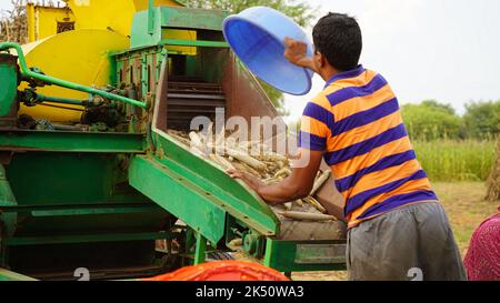 15 agosto 2022, Sikar, India. Trattore che lavora con la macchina trebbiatrice nel campo. Coltivatori che separano la buccia di paglia da grani. Foto Stock